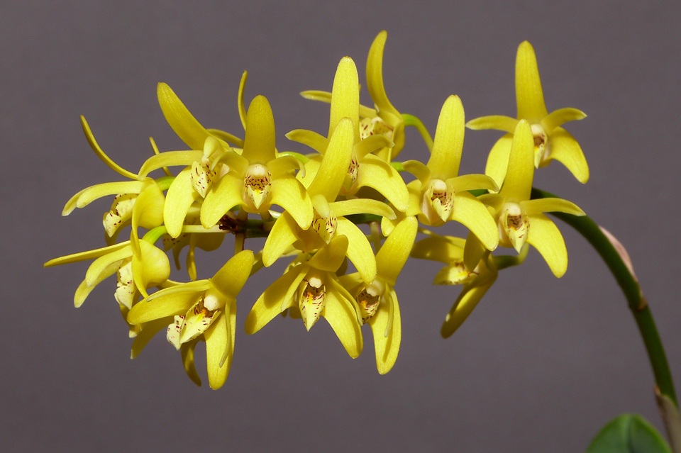 Dendrobium speciosum var. compactum_a0267399_03553100.jpg