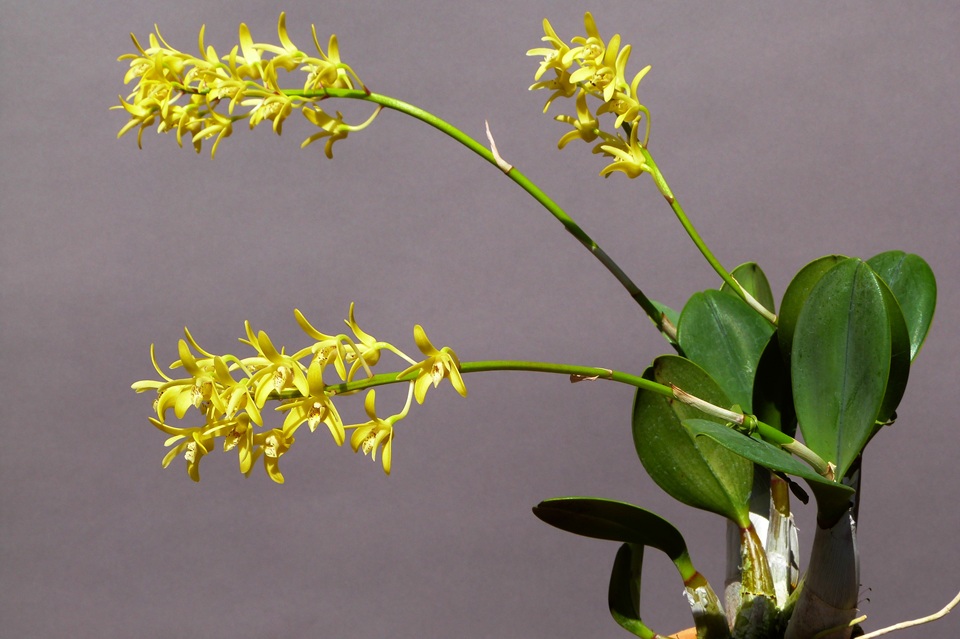 Dendrobium speciosum var. compactum_a0267399_0361054.jpg