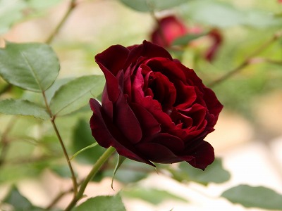 a0123003_2294958.jpg