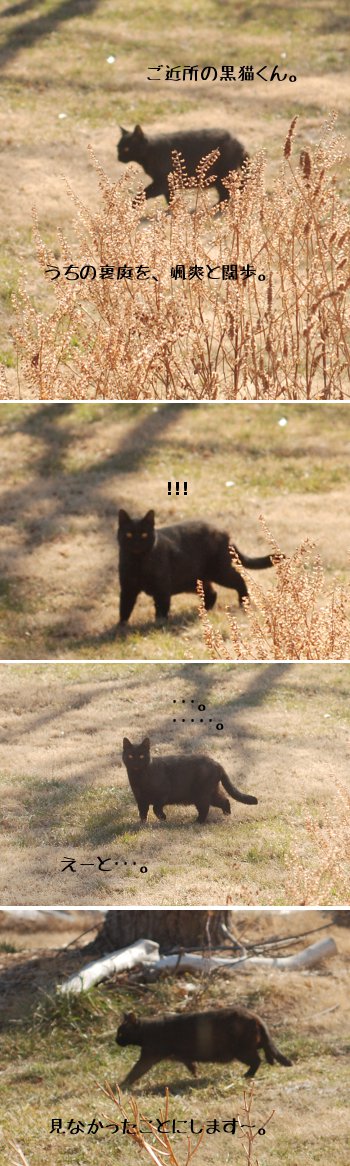 窓の向こうに現れる敵・・・?_b0253205_15485883.jpg