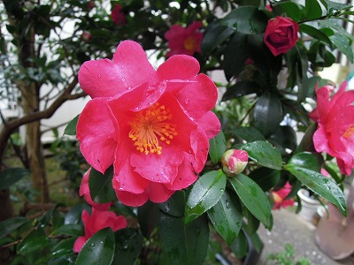 寒椿 冬椿 芳吟の一写一句