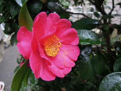 寒椿 冬椿 芳吟の一写一句
