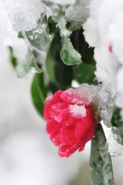 snow crystal...　♯2_e0202310_145759.jpg