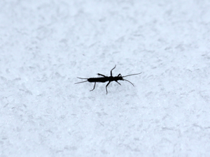 f0232920_15453716.gif