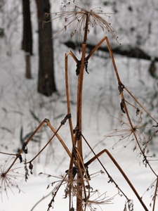 f0232920_15513791.gif