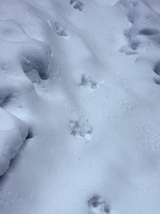 f0232920_15543688.gif