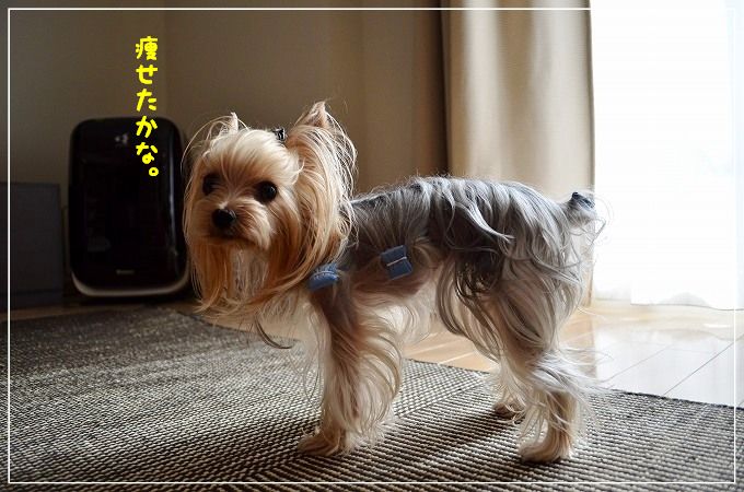 痩せちゃいました こなつとじぃじ 痩せちゃいました こなつとじぃじ