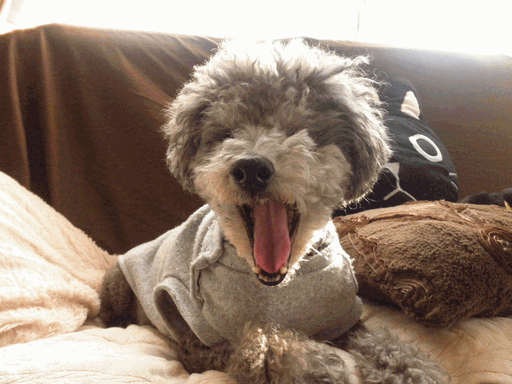 c0136736_1311622.gif