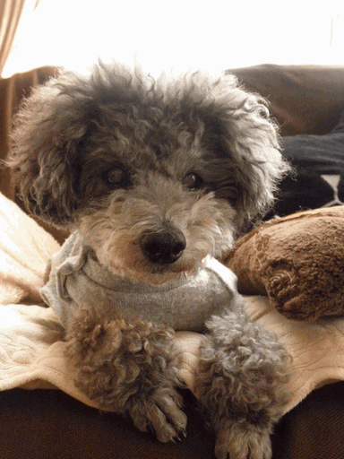 c0136736_1374280.gif