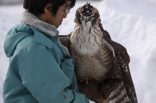 釧路動物園のクマタカ飛翔　1月23日_f0113639_17245622.jpg