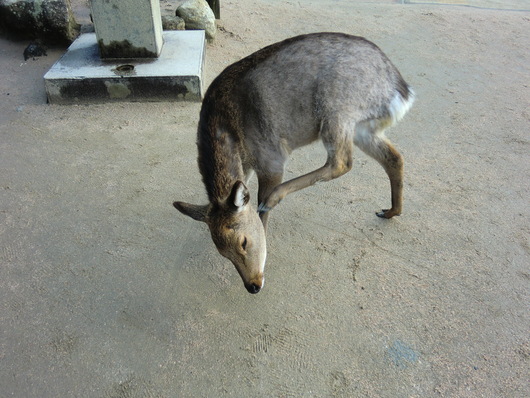 広島（5）厳島神社_e0064860_194221100.jpg