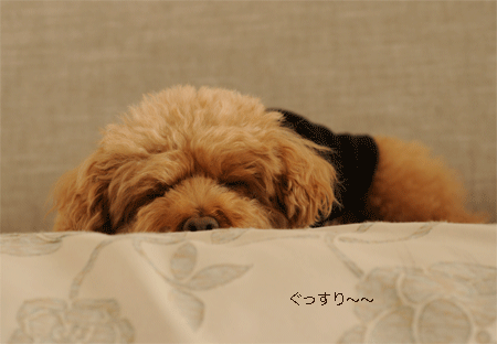c0196673_1633626.gif