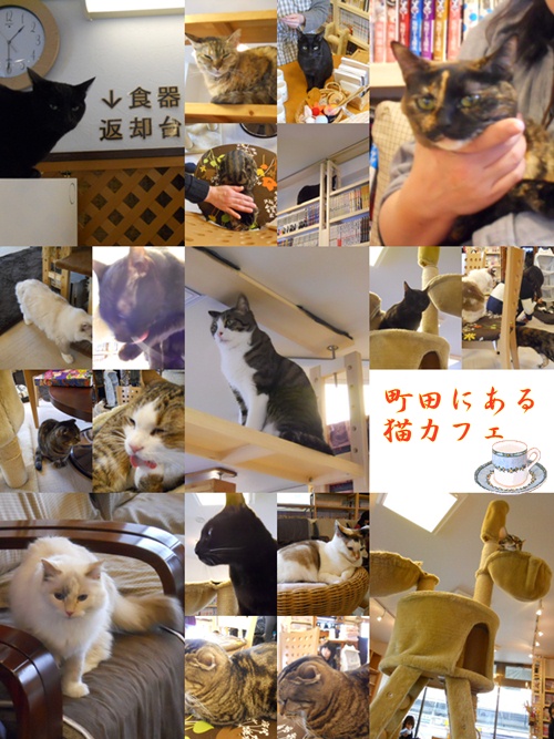 猫のいない家は寂しい・・・。_b0078675_19452736.jpg