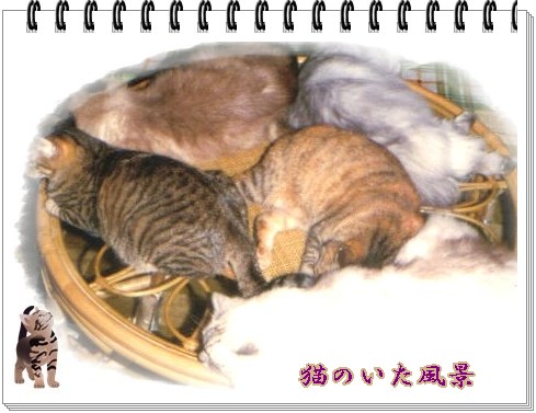 猫のいない家は寂しい・・・。_b0078675_2014819.jpg