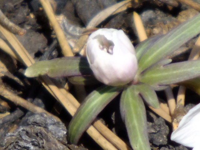 高評価なギフト D.セツブンソウ 節分草 花弁(萼)切れ花 1花茎 貴重 つまらなく 花