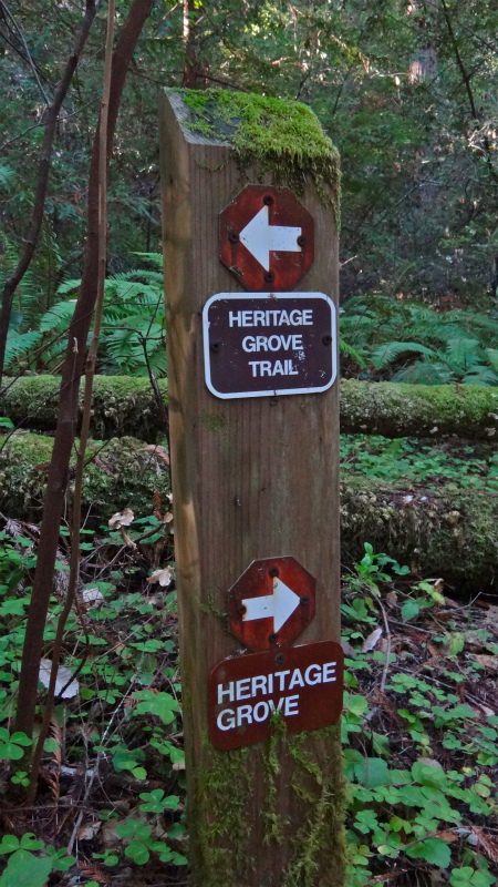 2013/01/21 Palo Alto Trail Trip day2 Heritage Glove _b0220886_20175189.jpg