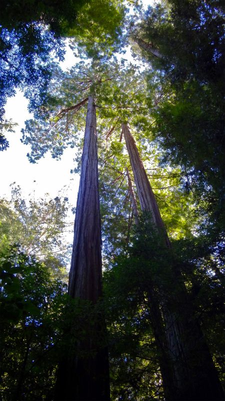 2013/01/21 Palo Alto Trail Trip day2 Heritage Glove _b0220886_20354545.jpg