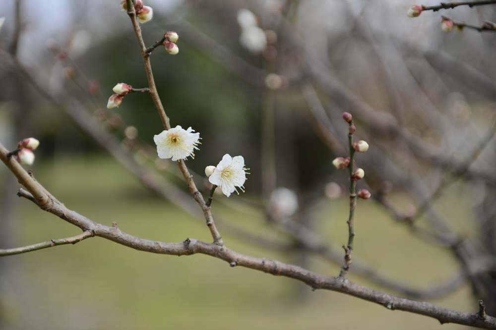 舞鶴公園便り　-2-_c0235188_16142278.jpg