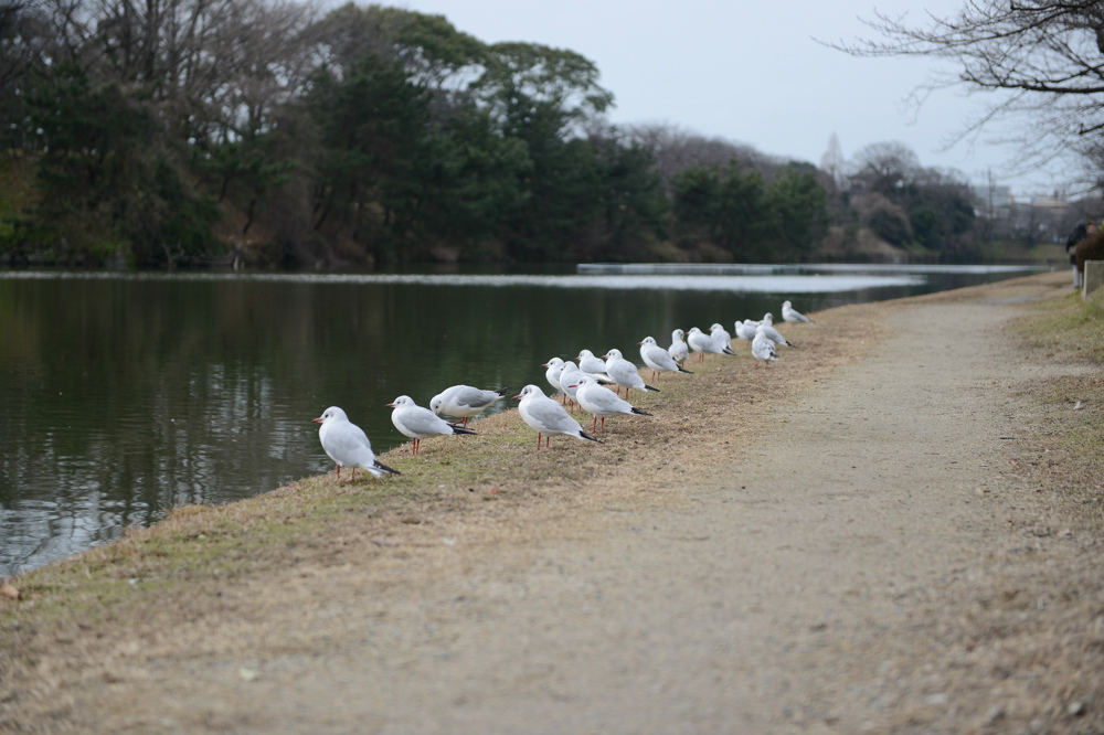 舞鶴公園便り　-2-_c0235188_16163253.jpg