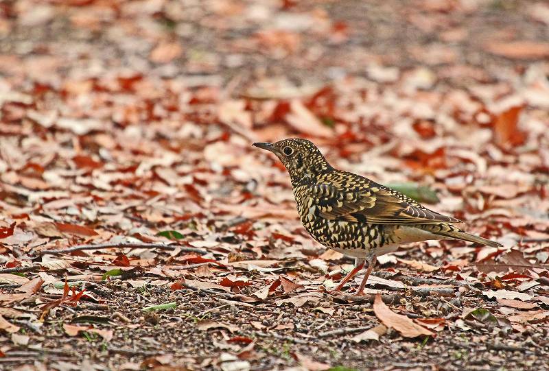 西三河の野鳥　その1_f0000789_20475790.jpg