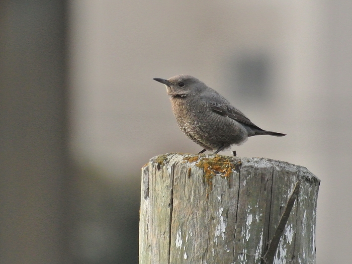 イソヒヨドリ(磯鵯）、雌/Female Blue Rock Thrush _a0223993_1142263.jpg