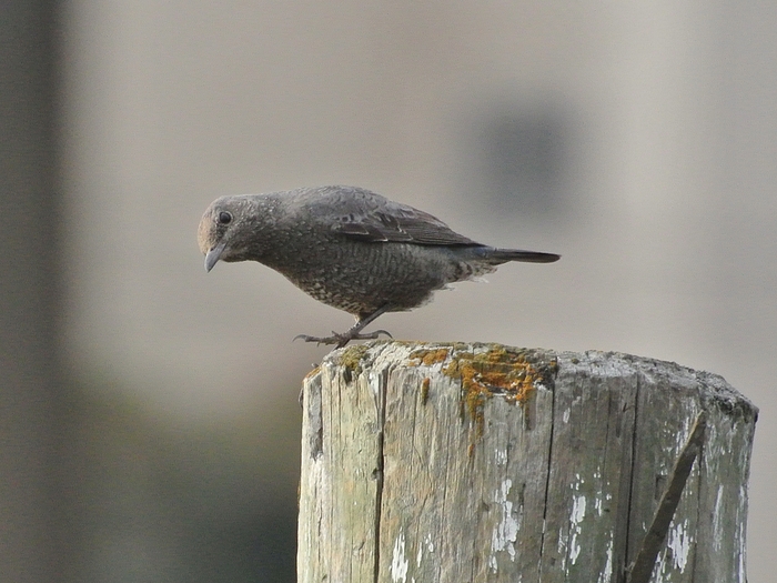 イソヒヨドリ(磯鵯）、雌/Female Blue Rock Thrush _a0223993_1143572.jpg