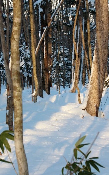 c0155902_2110553.jpg