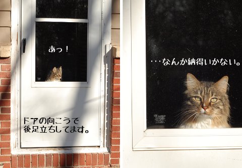 窓の向こうに現れる敵・・・?_b0253205_211773.jpg