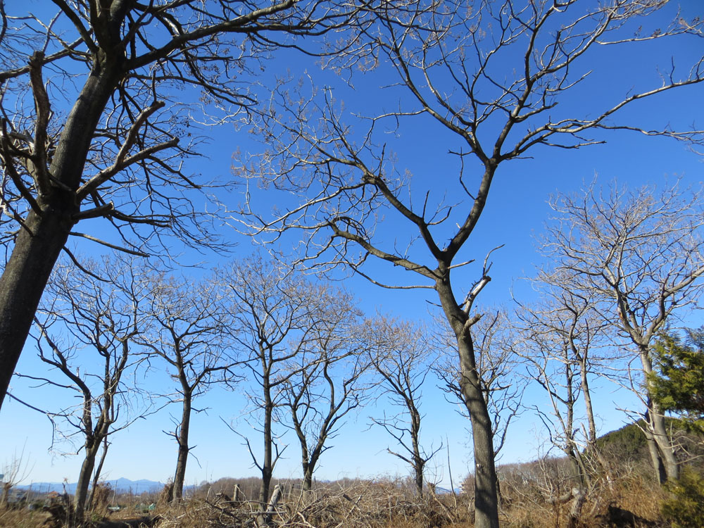 アトリエ蒼通信309 2013年1月24日(木) _b0129807_2123642.jpg