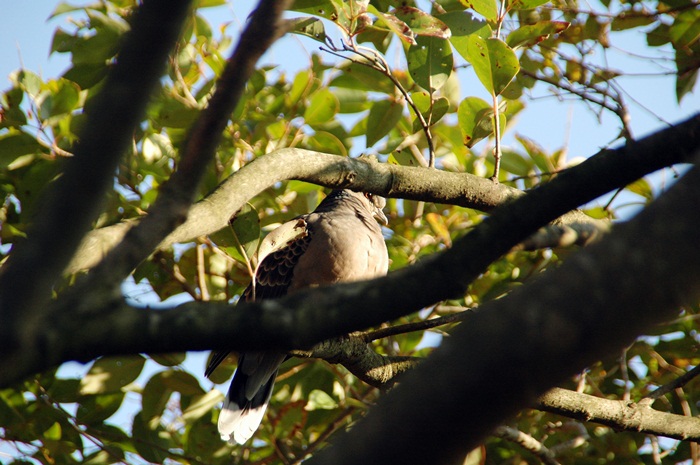 １月の花と野鳥_f0012718_22525663.jpg