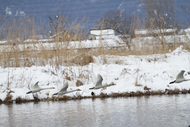 厳冬の安曇野にて　御宝田遊水地で鳥撮り_c0161624_121783.jpg