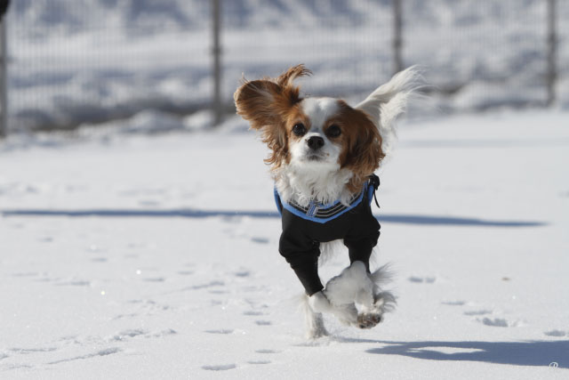 厳冬の安曇野にて　アルト＆エリカの雪遊び ２日目_c0161624_23262476.jpg