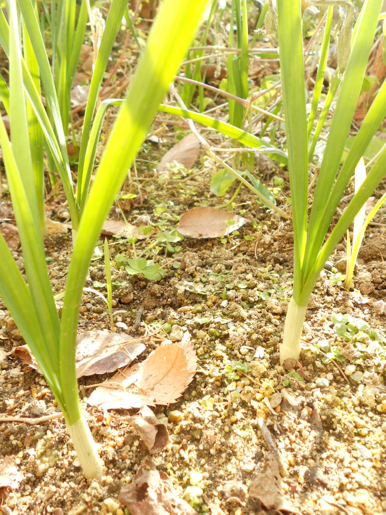 e0300042_1633391.jpg
