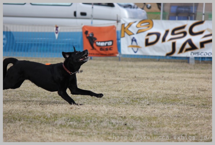 Ｋ９　木曽三川公園カルチャービレッジ　③我が子たち_e0285154_5583221.jpg