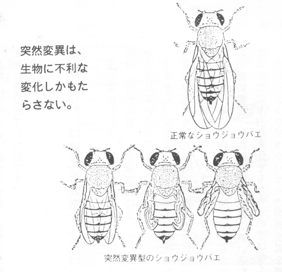 突然変異と進化 Hope 突然変異と進化 Hope