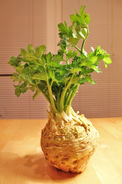新しい野菜に挑戦 38 Celery Root セロリの根 シアトルに 移住しました 新しい野菜に挑戦 38 Celery Root セロリの根 シアトルに 移住しました