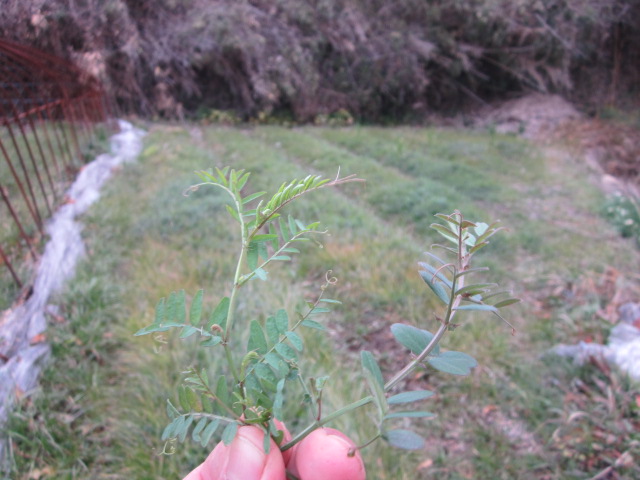 e0181260_2012117.jpg