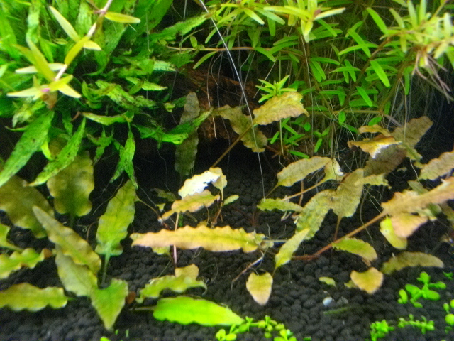 小物たち いっしーらいふ 小物たち いっしーらいふ