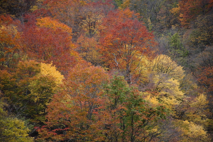 新潟県　村上市　三面渓谷の紅葉　おまけ_e0165983_11211280.jpg