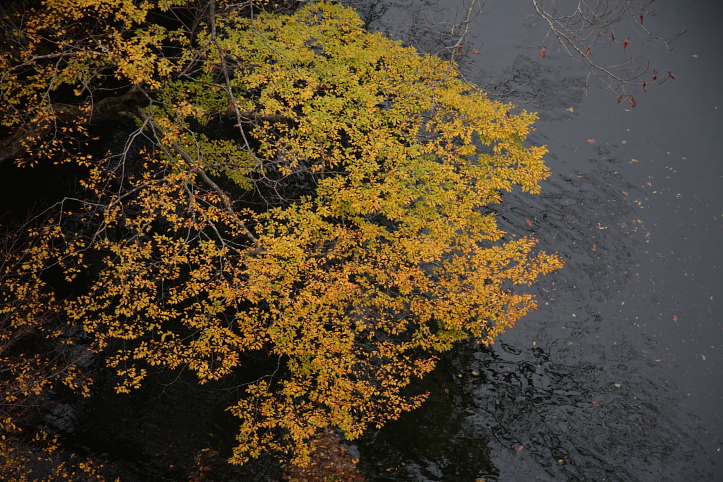 新潟県　村上市　三面渓谷の紅葉　おまけ_e0165983_11293596.jpg