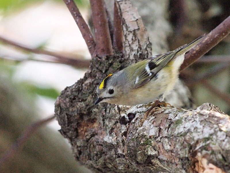 落ち着きのないキクイタダキ さいたま コーヒー党の野鳥観察 落ち着きのないキクイタダキ さいたま コーヒー党の野鳥観察