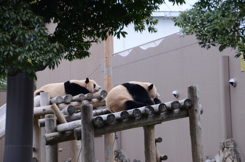 ２０１３年１月白浜パンダ見隊その９　海ちゃん陽ちゃんプロレス三昧_a0052986_003123.jpg