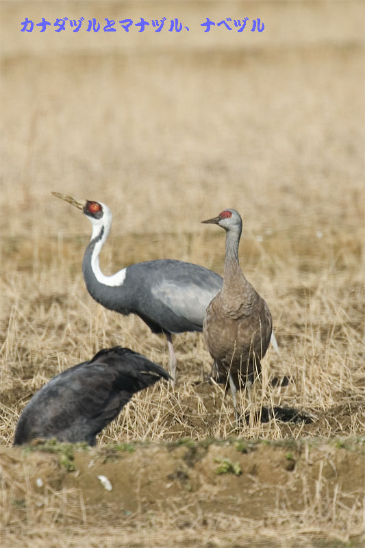 鶴って野鳥？_b0163788_1933150.jpg