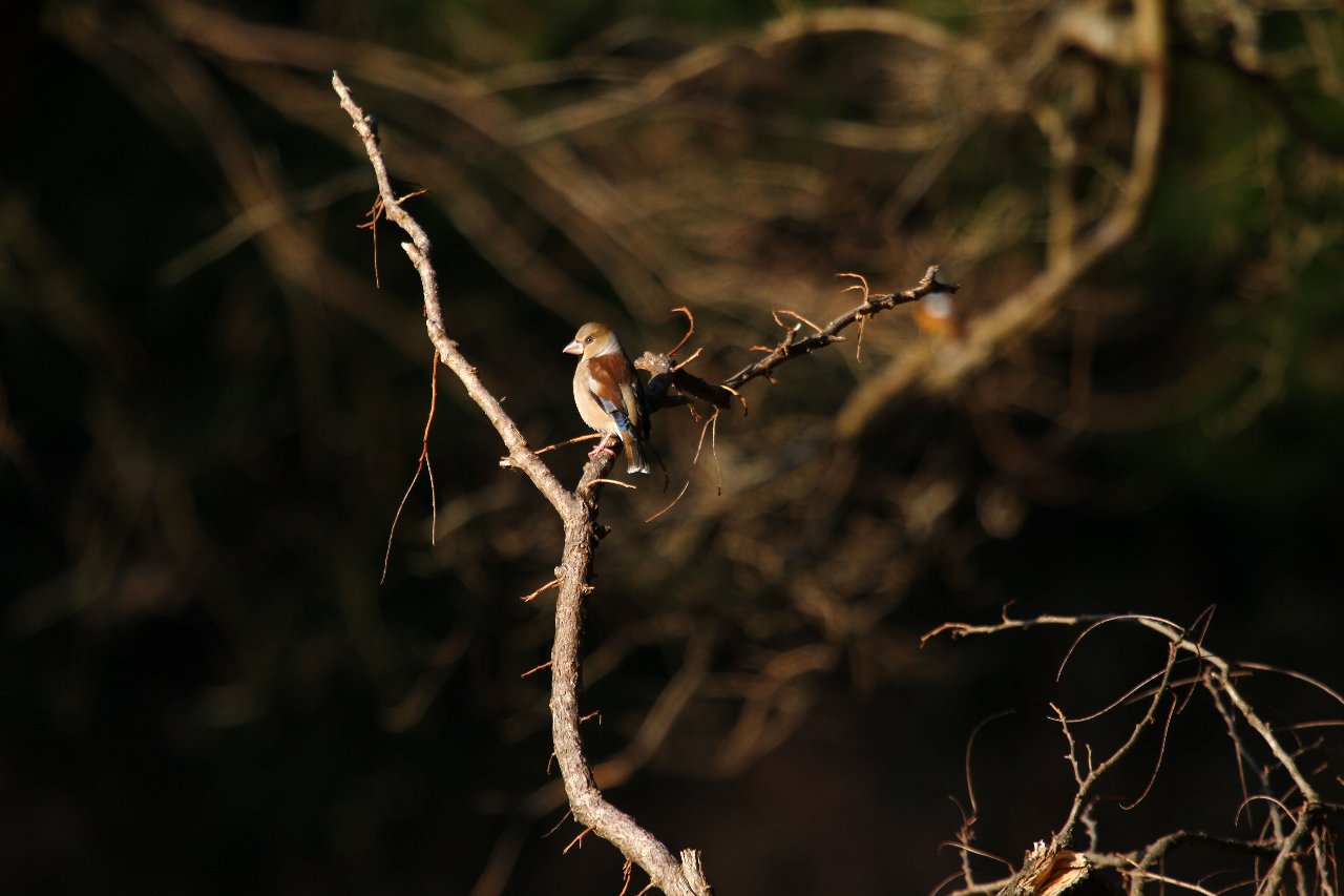 e0167295_7371572.jpg
