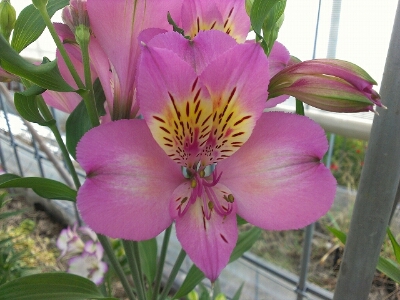 アルストロメリア新品種 15 Ja上伊那花き部会 最新ニュース