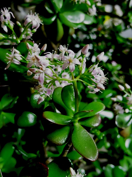 c0187503_8372990.jpg