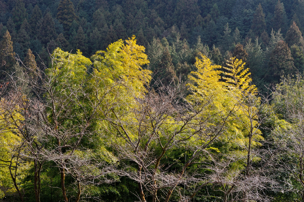 黒茶屋周辺散策_a0204730_18222636.jpg