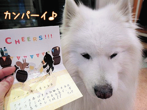 誕生日イブ サモエド クローカのお気楽日記 誕生日イブ サモエド クローカのお気楽日記