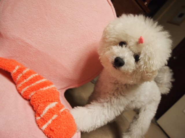 c0117239_10471570.jpg