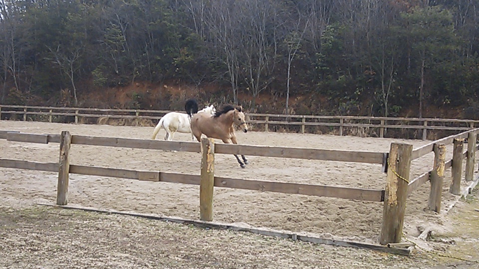 e0145441_20103497.jpg